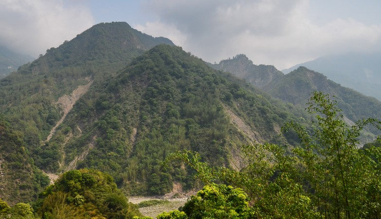 Alishan Mountain oolongs