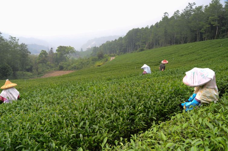 Tea farm with four pickers wearing hats and wraps around shoulders