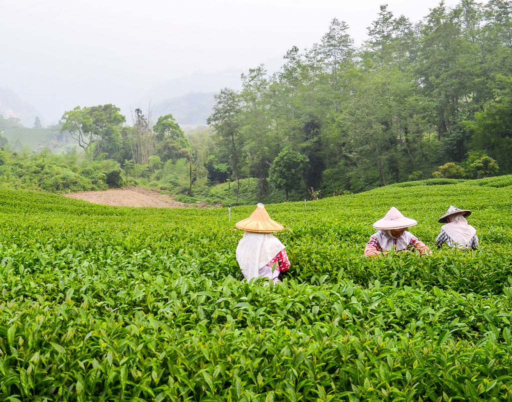 Alishan Mountain