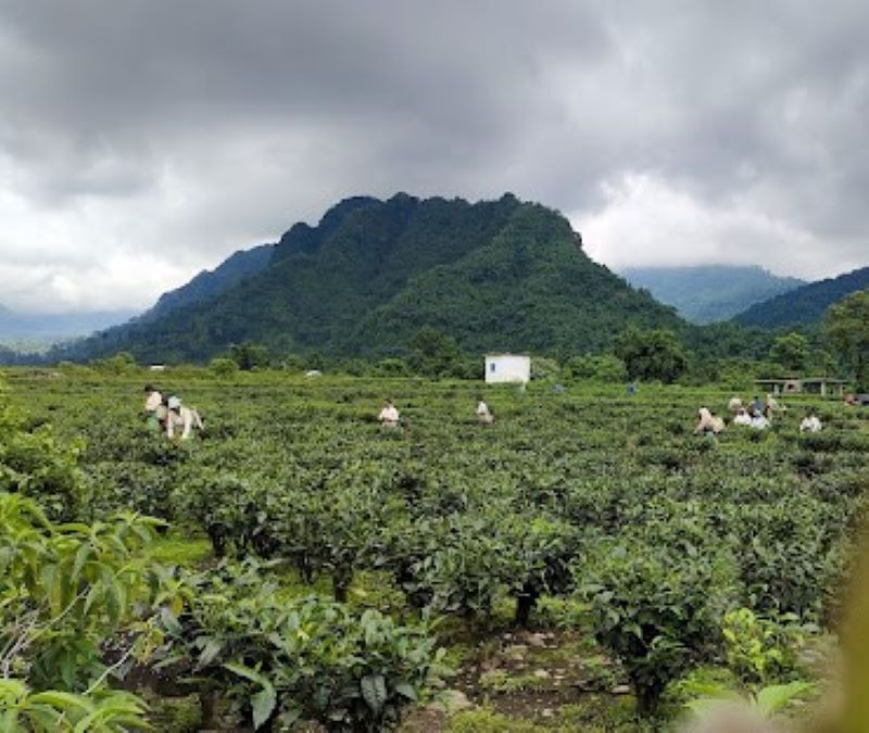 tea farm with pickers and mountain