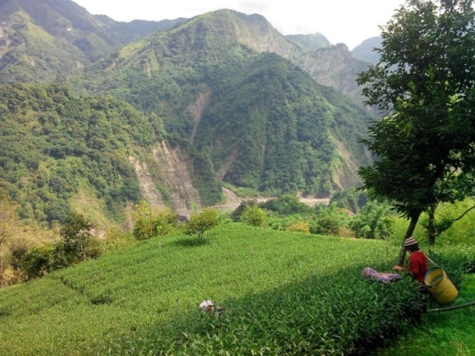 tea farm with tea picker walking and mountain in distance