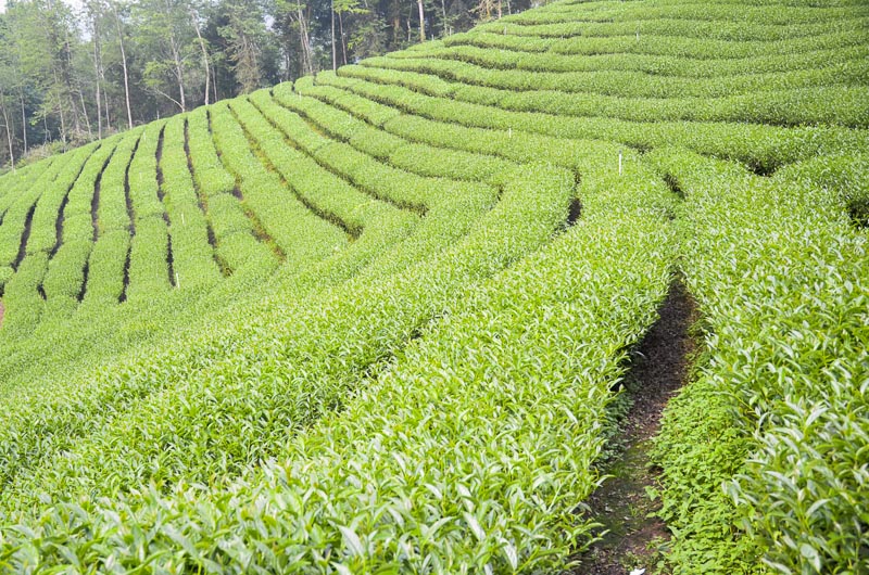 tea farm with trees in the distance