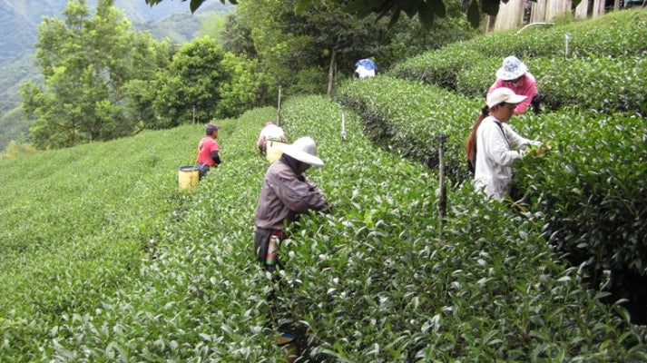 tea farm with 4 tea pickers