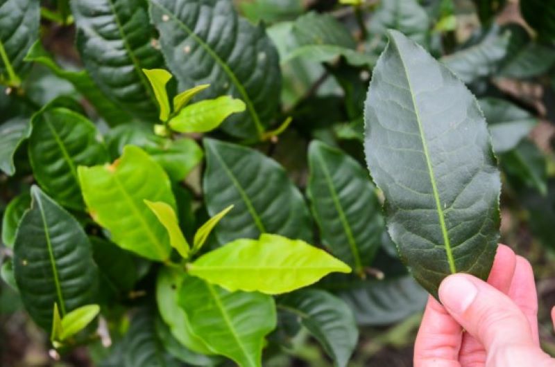 hand holding single large tea leaf with tea bush in backround