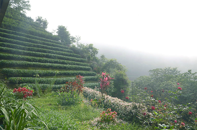 tiered tea farm with red floral plants