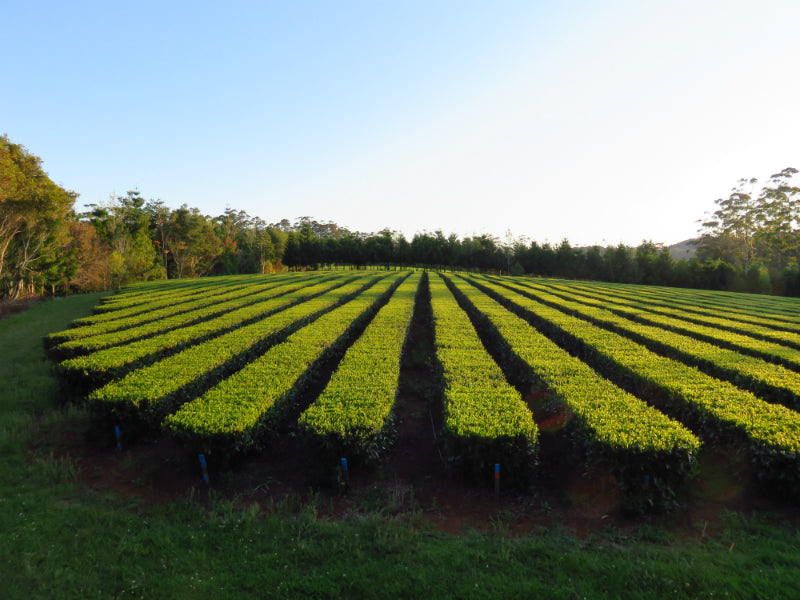 rows of green tea plants