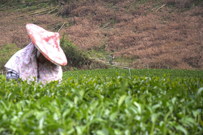 tea picker with floral hat in tea field