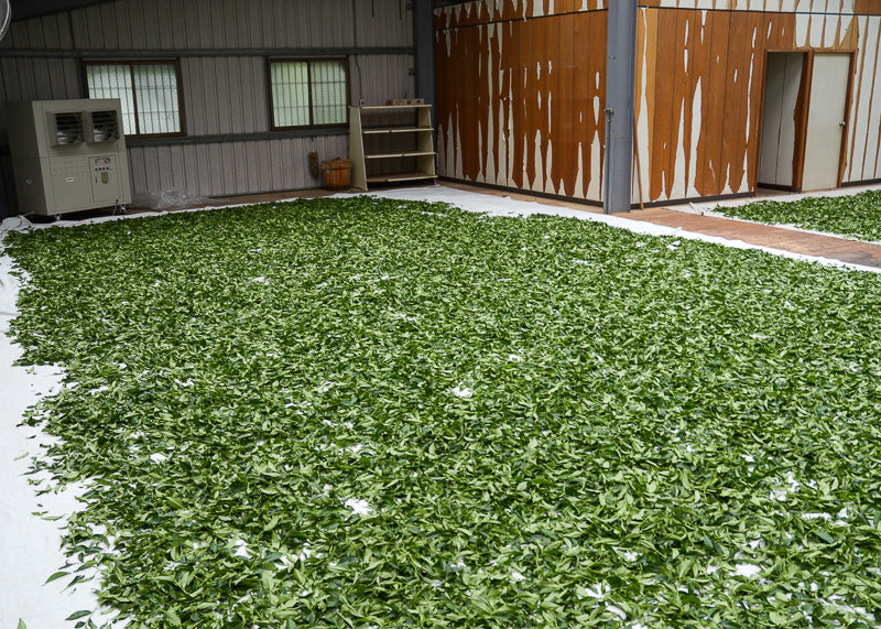 Floor covered with freshly picked tea leaves drying