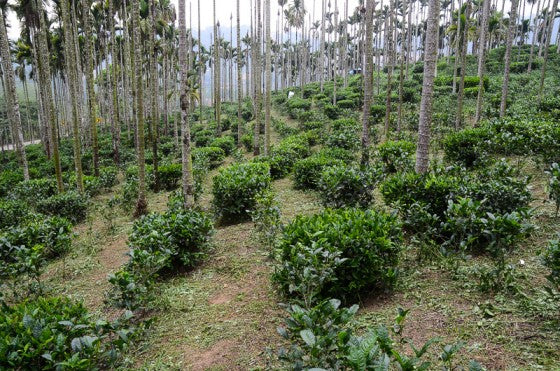 organic tea farm with tea plants spaced between tall trees