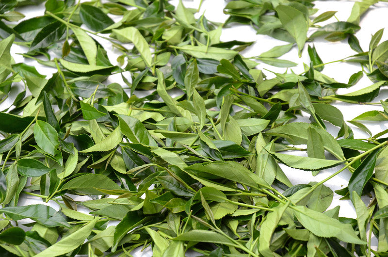 fresh tea leaves withering on white blanket