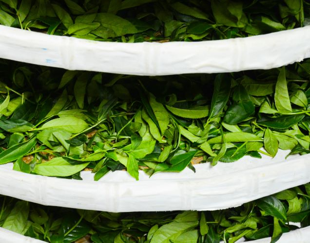 freash tea leaves withering on bamboo racks