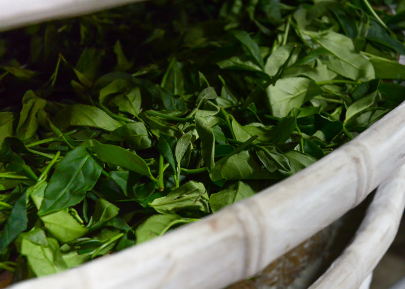 fresh tea leaves withering on bamboo racks