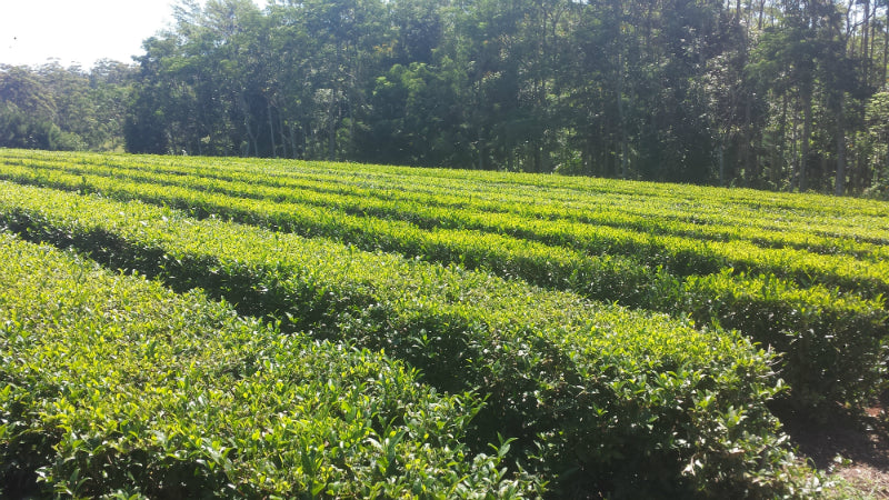 rows of green tea plants