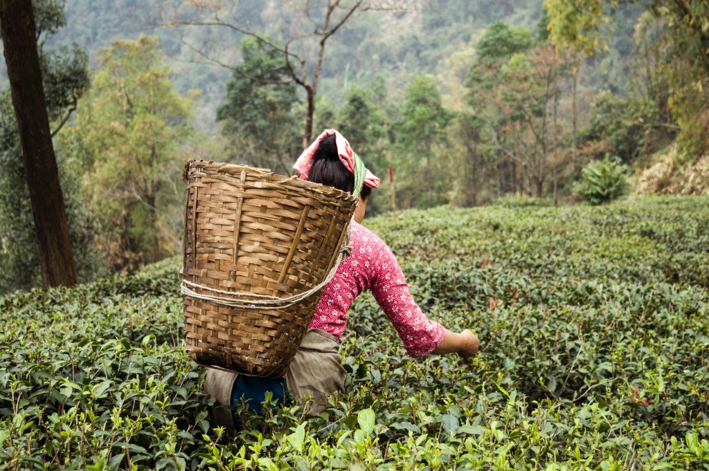 tea picker with woven basket on back